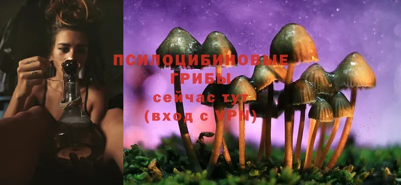 Галлюциногенные грибы MAGIC MUSHROOMS  как найти наркотики  Морозовск 